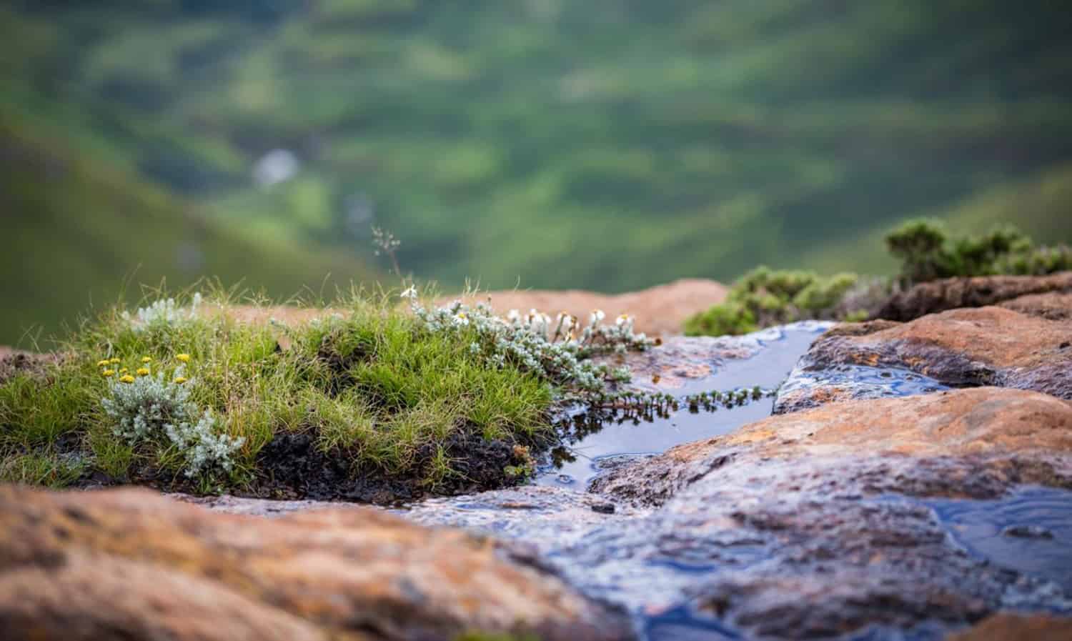 South Africa gets new Grasslands National Park in Eastern Cape